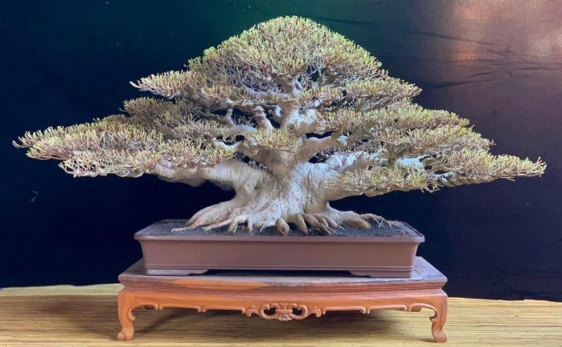 Ficus Bonsai