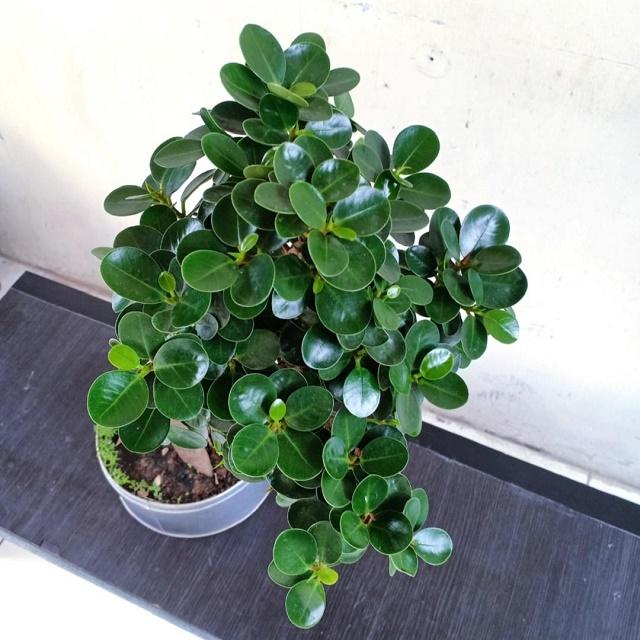 Ficus Coin