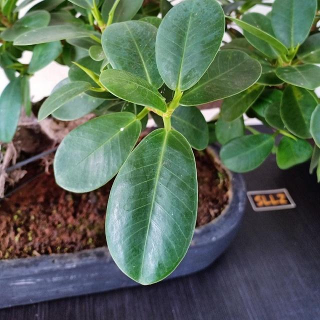 Ficus Greenisland