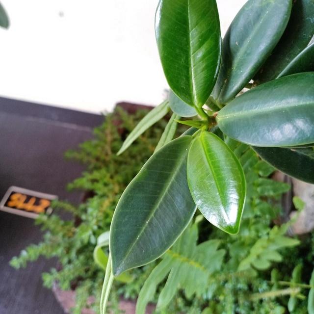 Ficus Longisland