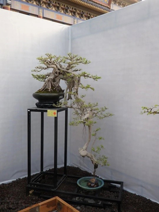 Ficus Penjing