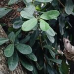 Ficus retusa