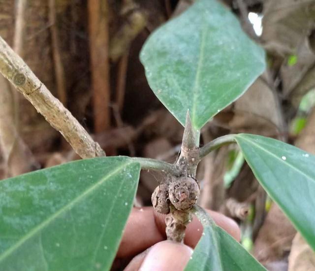 Ficus retusa Fruit