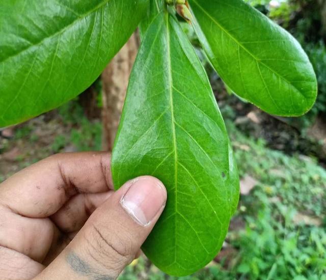 Ficus retusa Leaves