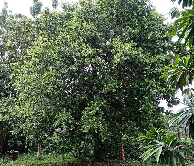 Ficus retusa Tree