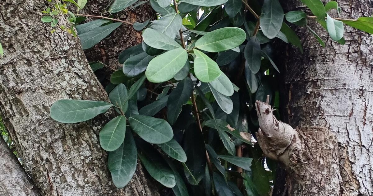 Ficus retusa
