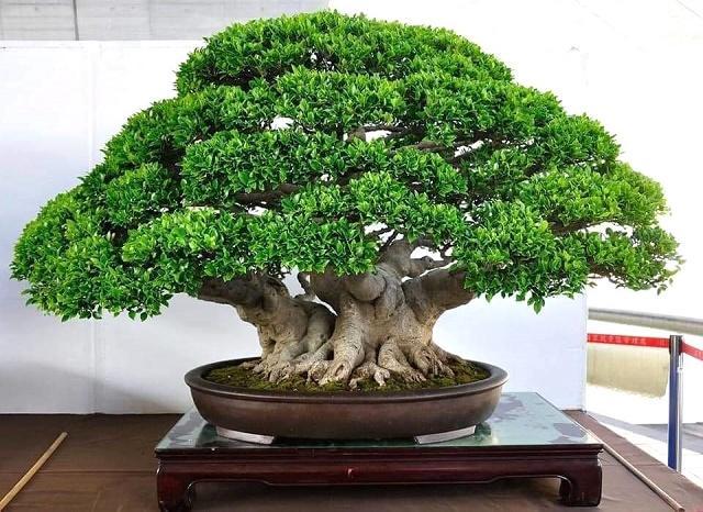 Ficus Bonsai