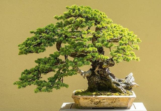 Fir Bonsai