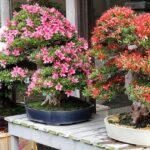 Beautiful Flowering Trees Recommended For Bonsai