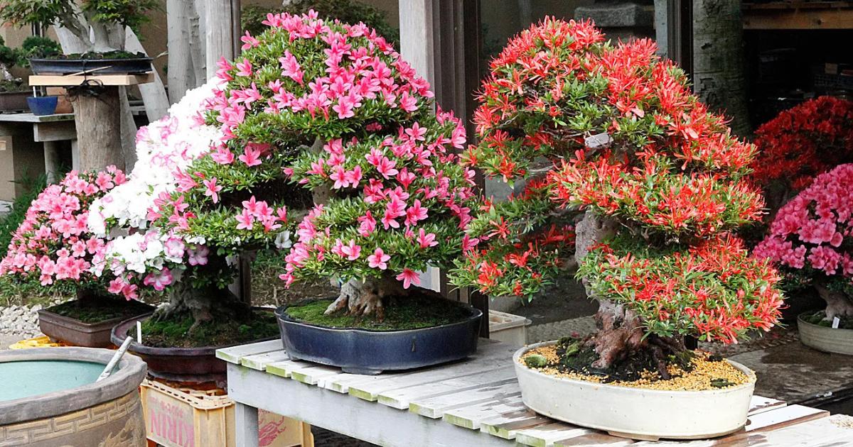 Beautiful Flowering Trees Recommended For Bonsai