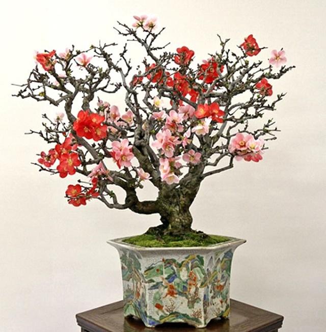 Flowering Quince Bonsai