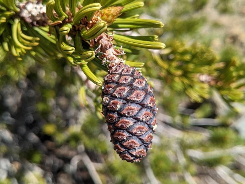 Foxtail Pine Fruit