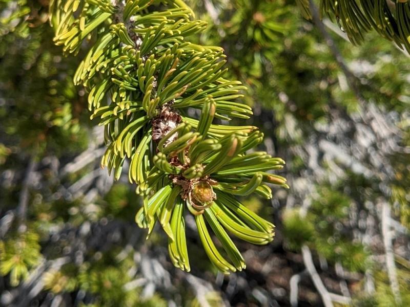 Foxtail Pine Leaves