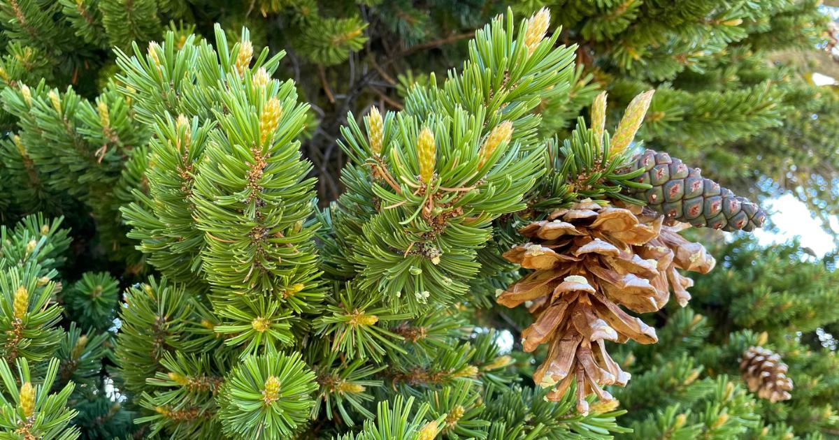 Foxtail Pine