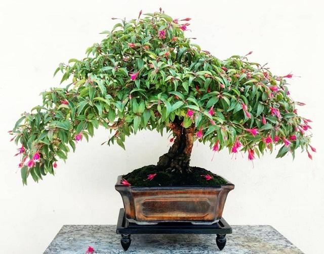 Fuchsia Bonsai