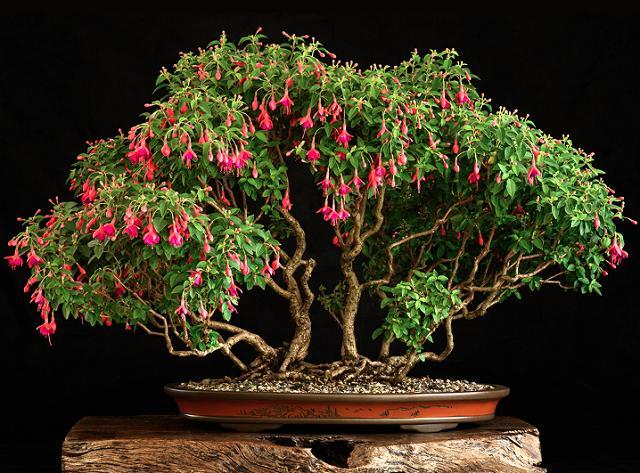 Fuchsia Bonsai