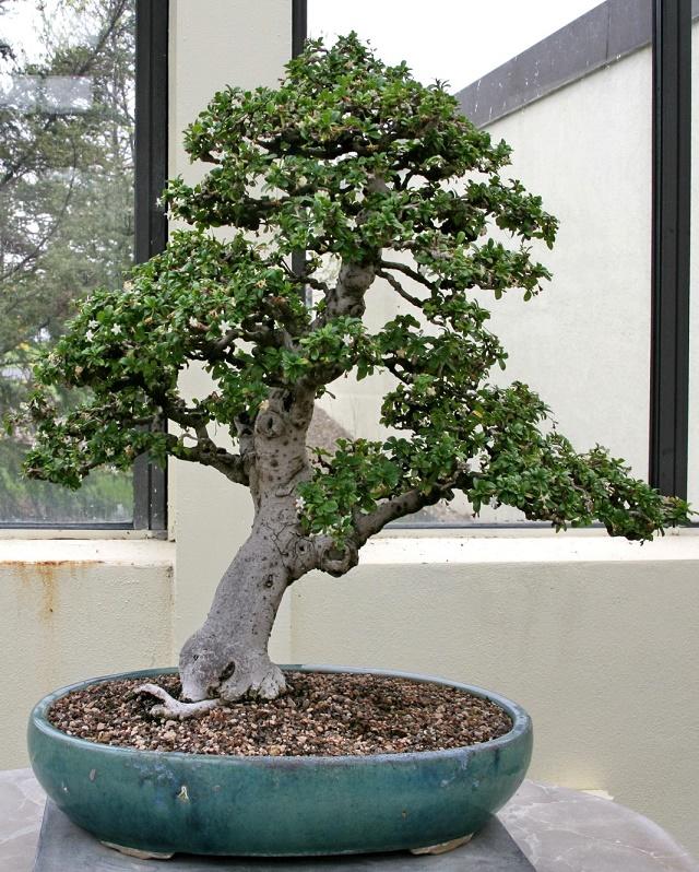 Fukien Tea Bonsai