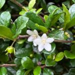 Fukien Tea