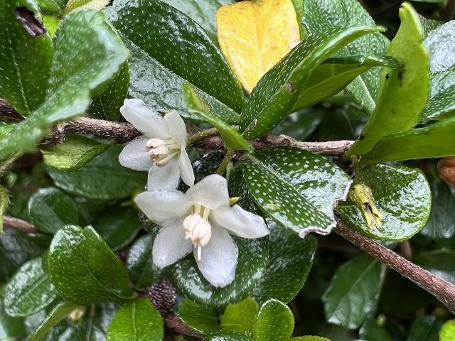 Fukien Tea Flower