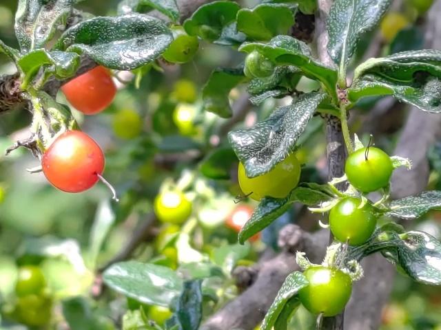 Fukien Tea Fruit