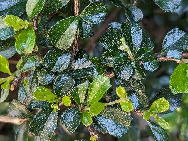 Fukien Tea Leaes