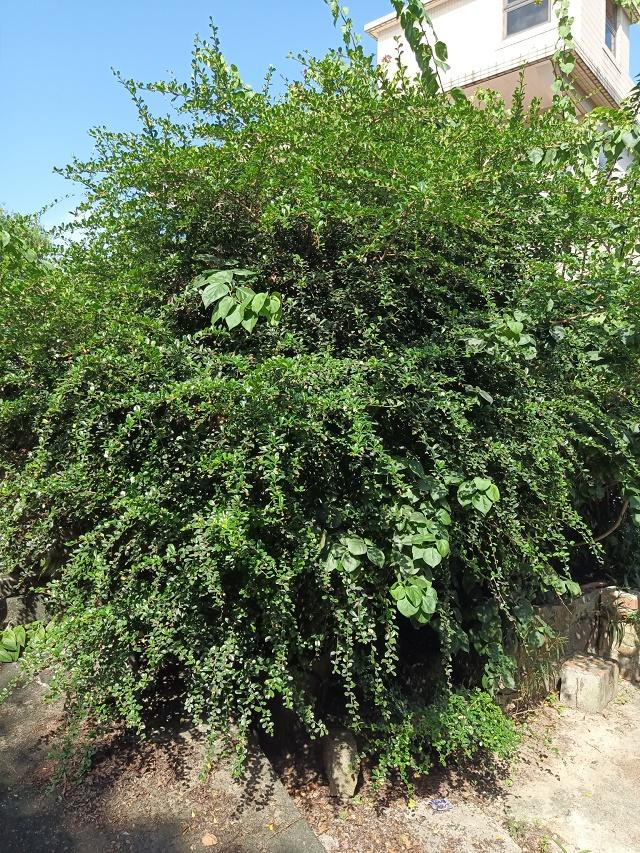 Fukien Tea Tree