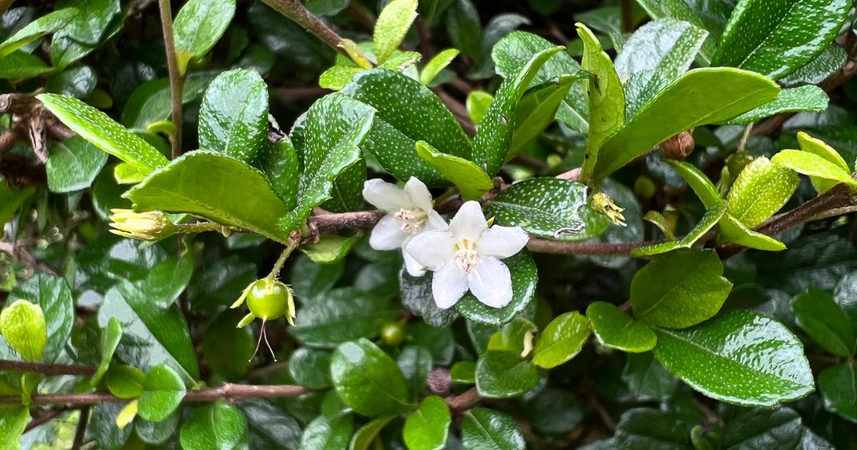 Fukien Tea