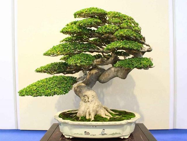Fukinagashi Bonsai Style