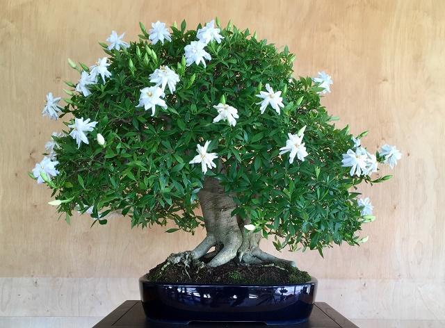 Gardenia Bonsai
