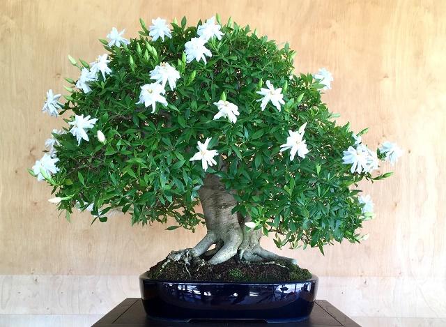 Gardenia Bonsai