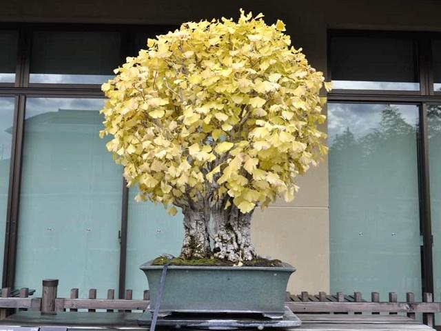 Ginkgo Bonsai