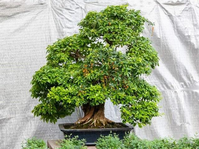 Golden Dewdrop Bonsai