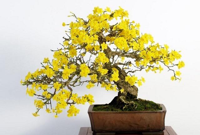 Goldenbell Bonsai