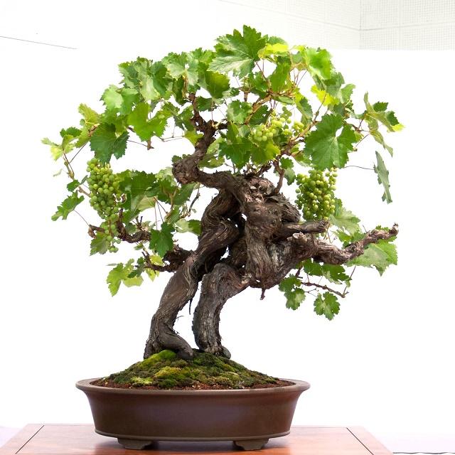 Grape Bonsai