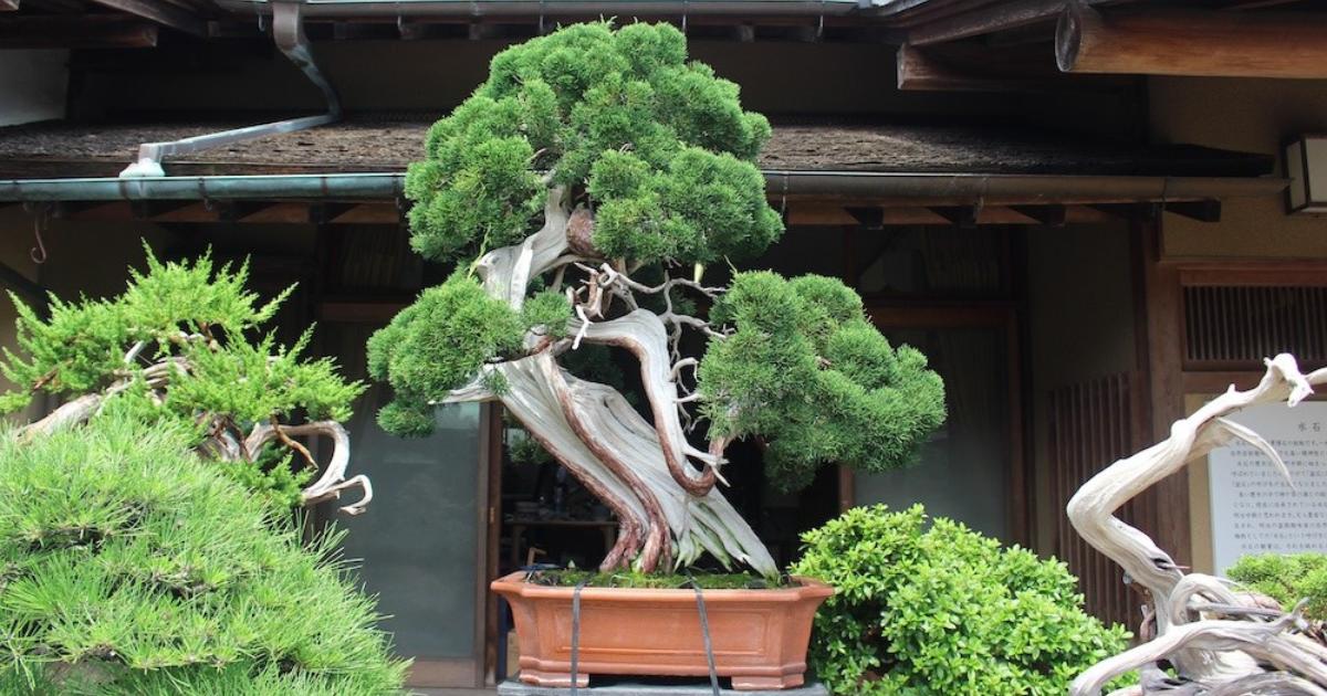 Best Juniper Trees for Bonsai