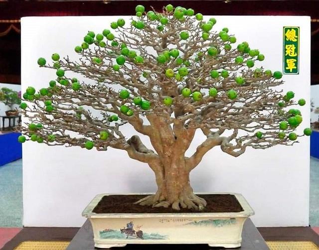 Guava Bonsai