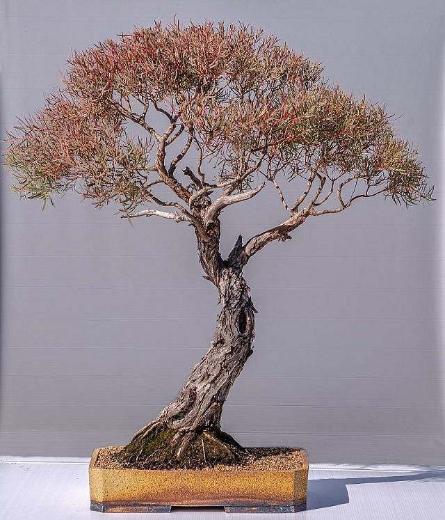 Gum Tree Bonsai