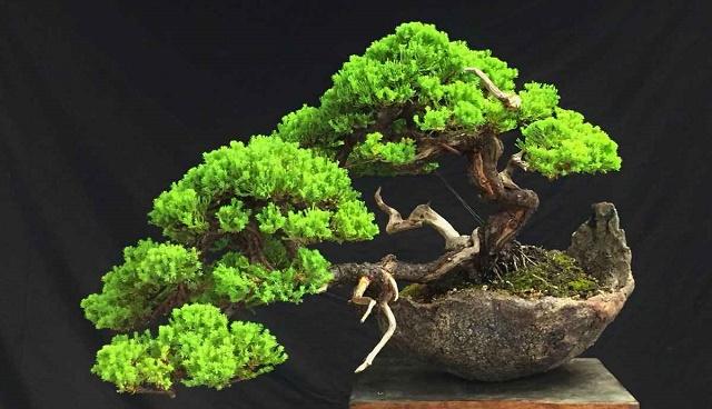 Semi Cascade Bonsai Style