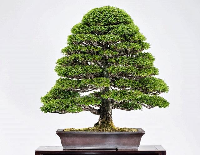 Hinoki Cypress Bonsai