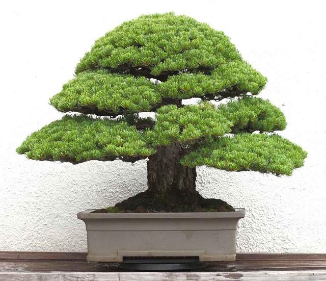 Hokidachi Bonsai Style