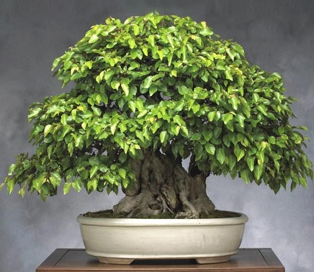 Hornbeam Bonsai