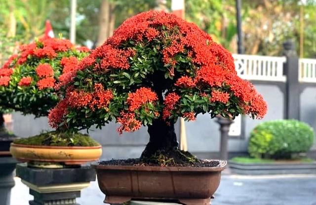 Ixora Bonsai