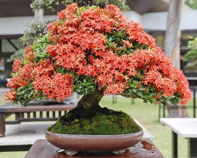 Ixora Bonsai