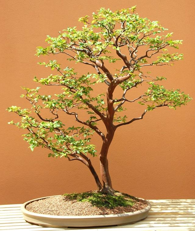Jabuticaba Bonsai