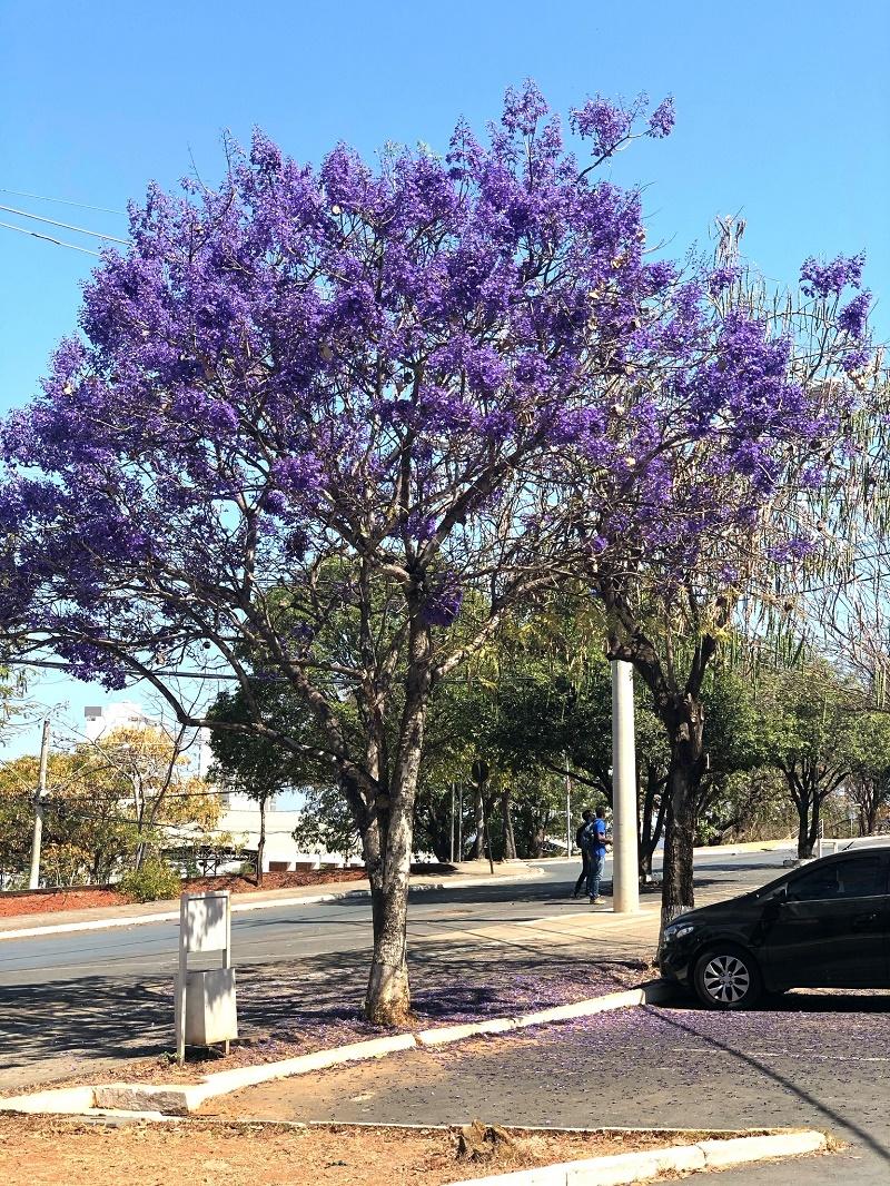 Jacaranda mimosifolia
