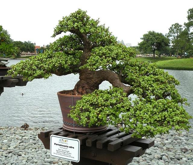 Jade Bonsai