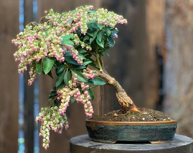 Japanese Andromeda Bonsai