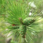 Japanese Black Pine