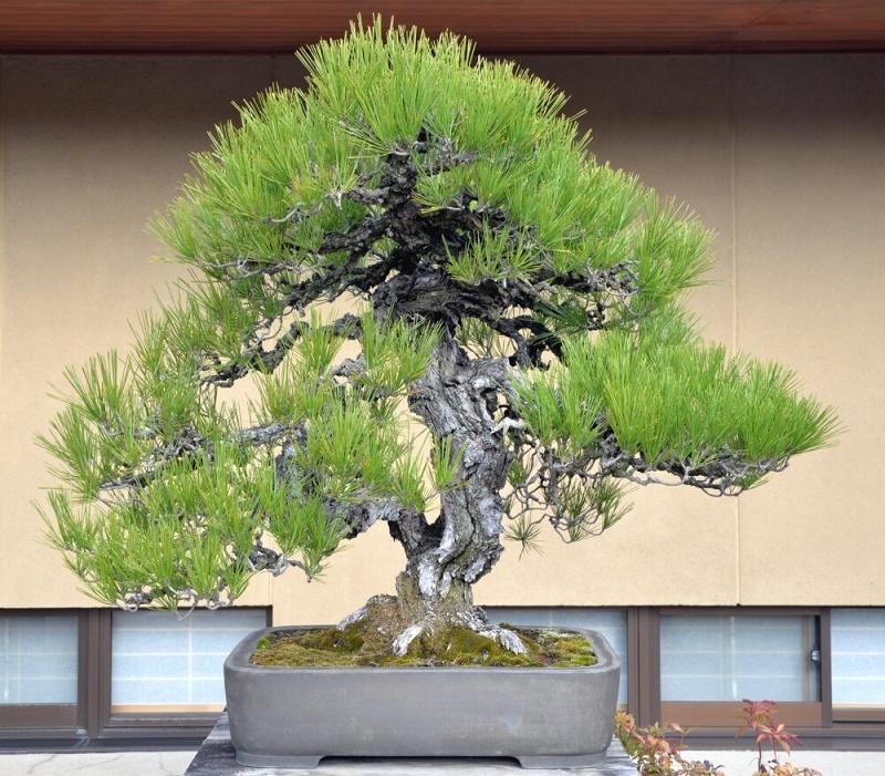 Japanese Black Pine Bonsai