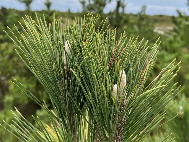 Japanese Black Pine Leaves